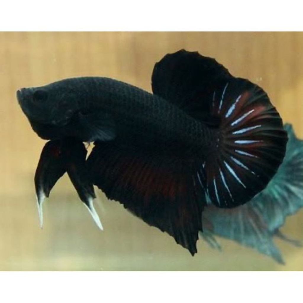 (COD) Cupang Black King Size M+ Garansi Jawa bisa tukar