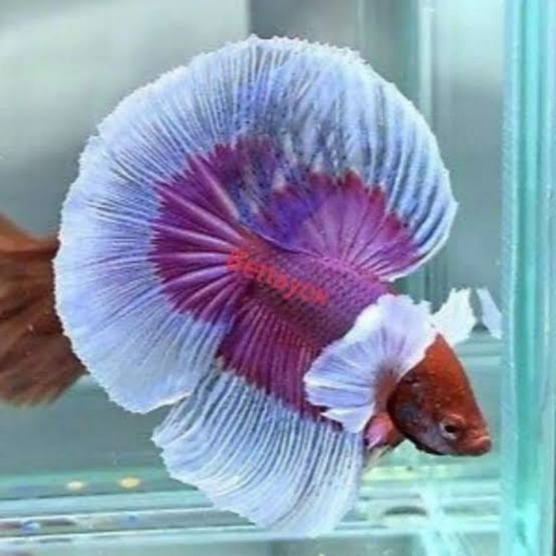 ikan cupang halfmoon sz L isi 10 free pakan