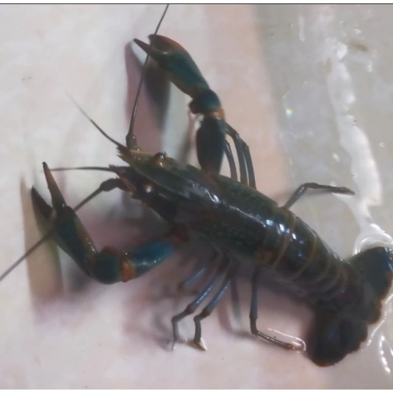 bes seller Lobster Air Tawar Hidup Lobster Air Tawar Konsumsi Hidup  Perekor