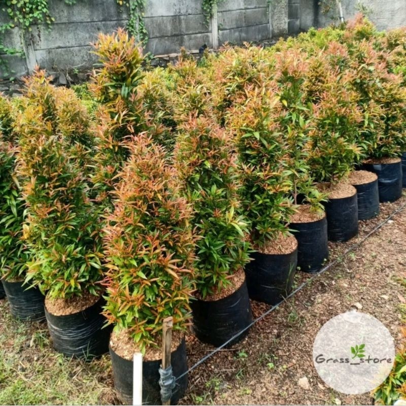 TANAMAN HIAS PUCUK MERAH TINGGI 1 METER - POHON PUCUK MERAH 1 METER