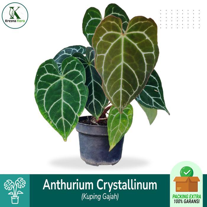 Kuping Gajah - Anturium Crystalinum