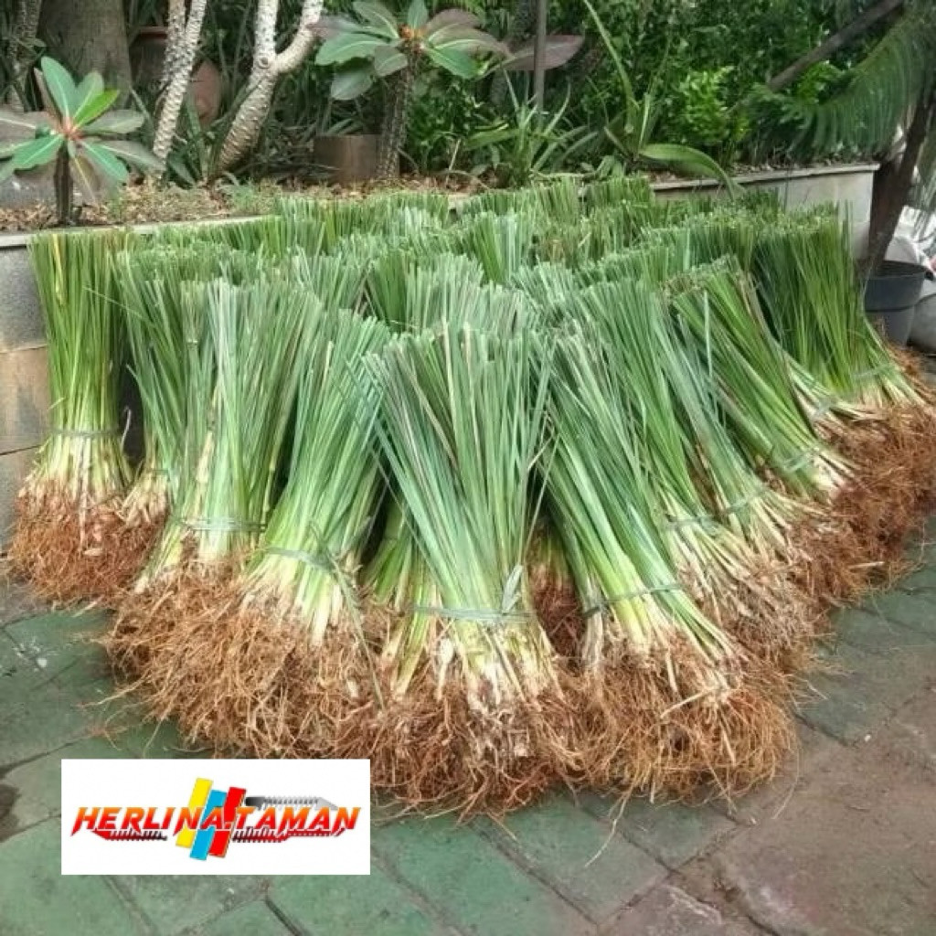 Promo Grosir Rumput Vetiver Akar Wangi Bibit Rumput Vetiver Akar Wangi