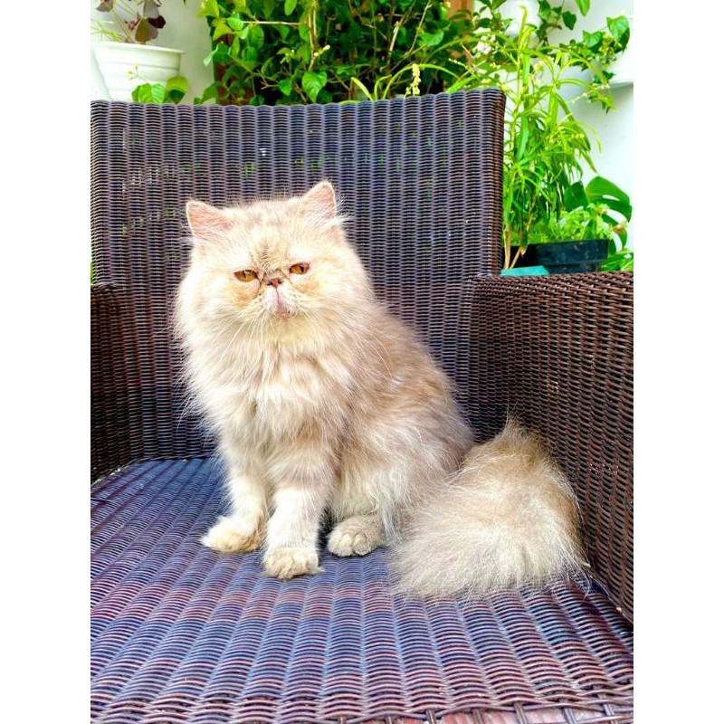 Vitamin Indukan Kucing Persia Extreme Peaknose