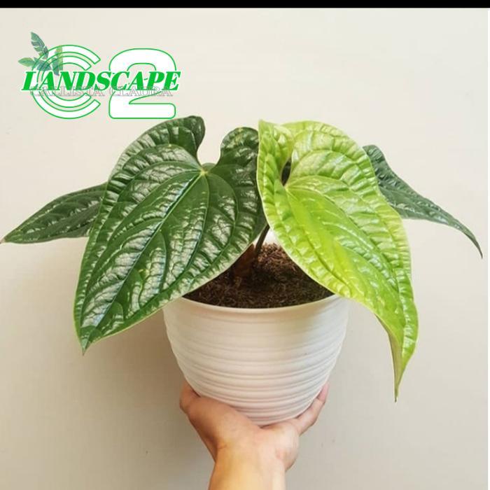 tanaman hias anthurium sirih / anthurium sirih