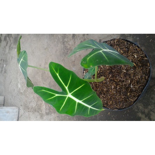 Alocasia Green Amazonica