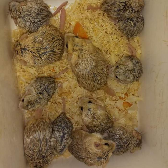 GERBIL FAT TAILED BY HAMTACI FARM SEND OJEK ONLY - Jantan induk