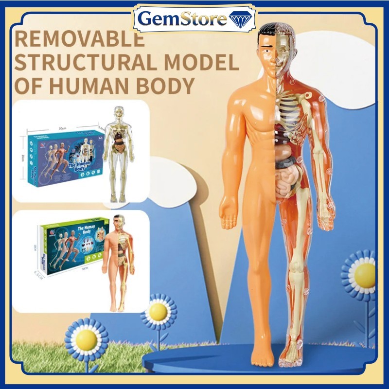 Mainan Dokter Anatomi Tubuh Torso Model Organ Manusia Alat Praktek Kedokteran untuk Belajar Sistem T