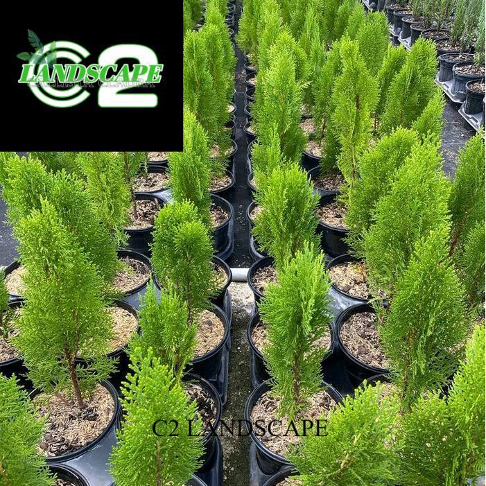 tanaman hias cemara kipas - pohon cemara kipas murah