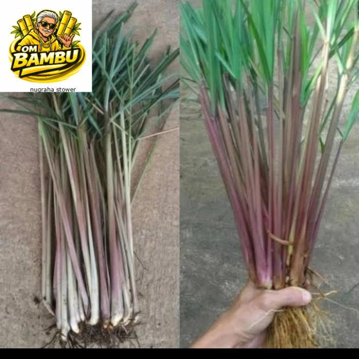 Bibit sereh wangi,sereh lanang,1 kg sereh wangi/sereh merah