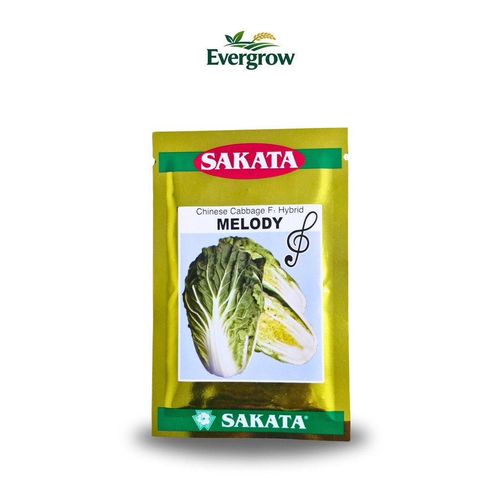 Benih Sawi Putih MELODY F1 Sakata – Semi Tropis 300–1300 mdpl