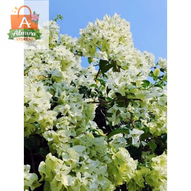 Bougenville Bangkok Putih Original Tanaman Hias Bunga