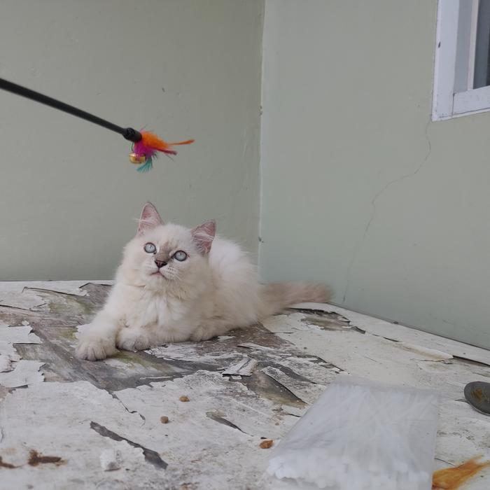 kucing kitten persia himalaya betina