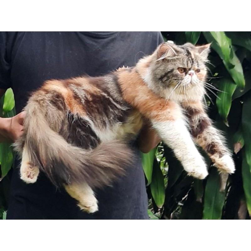 KUCING PERSIA PEAKNOSE BETINA 8 BULAN CALICO PESEK