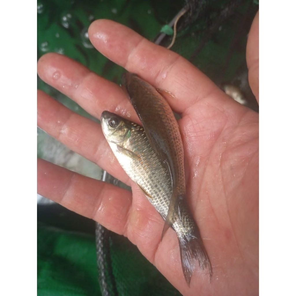 bibit ikan nilem ukuran 7 - 9 cm per ekor