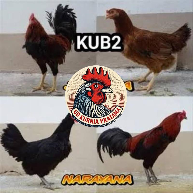 TELUR FERTIL AYAM KUB 2JANAKA/NARAYANA INDUKAN TERSELEKSI UNTUK DI TETASKAN UD KURNIA PRATAMA