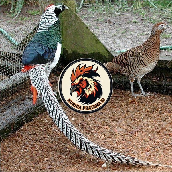 Telur ayam hias ringneck lady amherst pheasant fertil untuk ditetaskan KURNIA PRATAMA ID