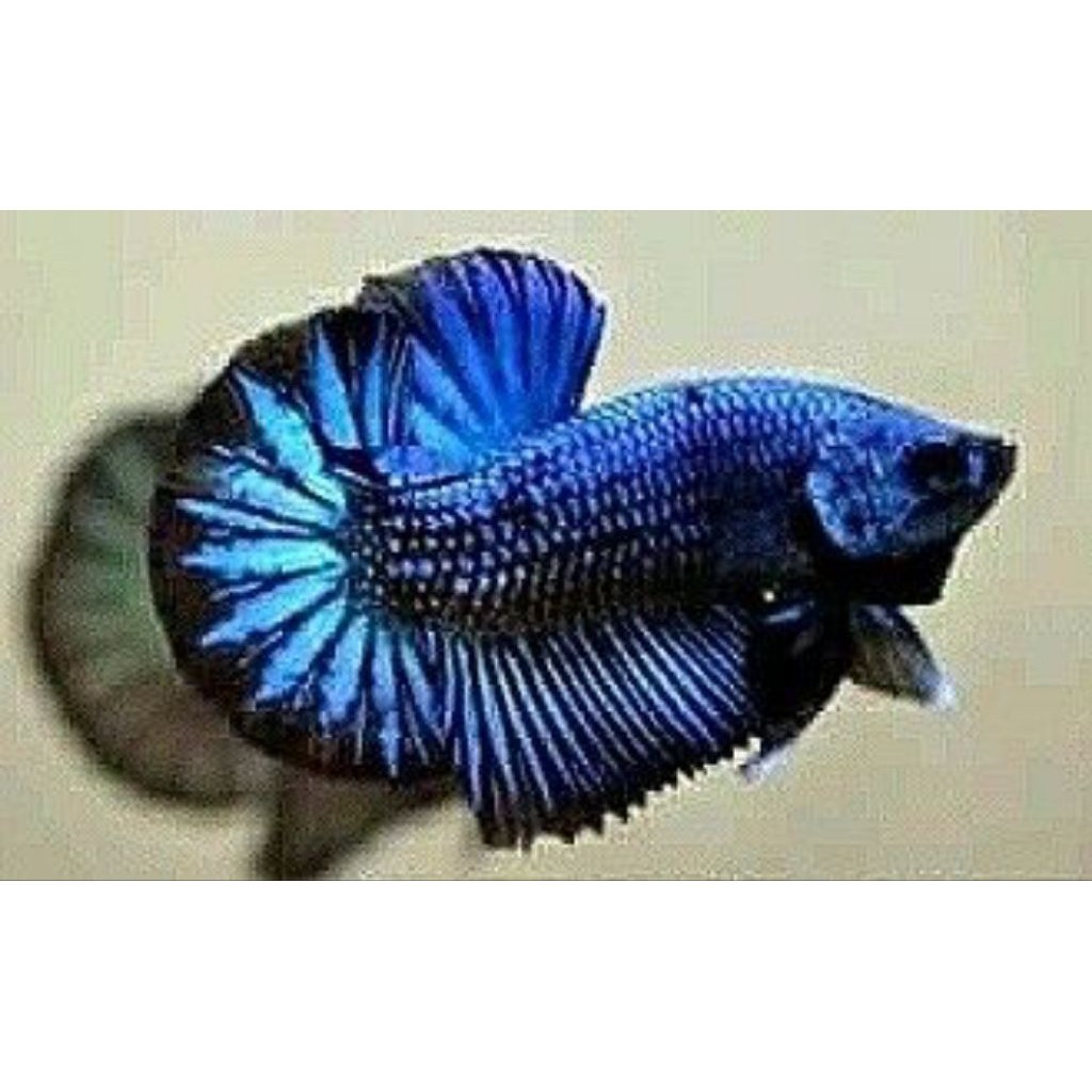 COD (PROMO) COD - PK BLUE SAMURAI M+