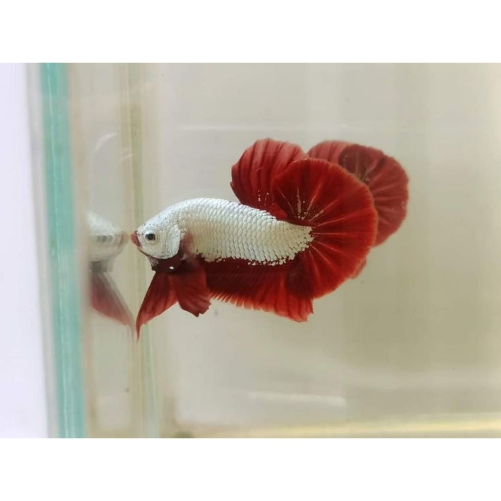 HMPK Red Dragon Snow | Plakat RDS GARANSI