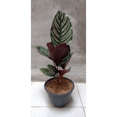 CALATHEA ORNATA - Tanaman Hias Calathea Ornata Pink