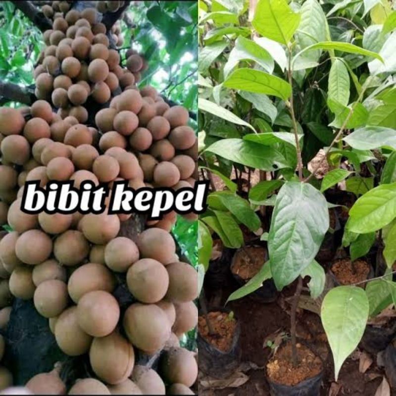 Bibit Buah Kepel Atau Buah Kepal Langka | Bibit Kepel Buah Keraton Langka Hasil Cangkok