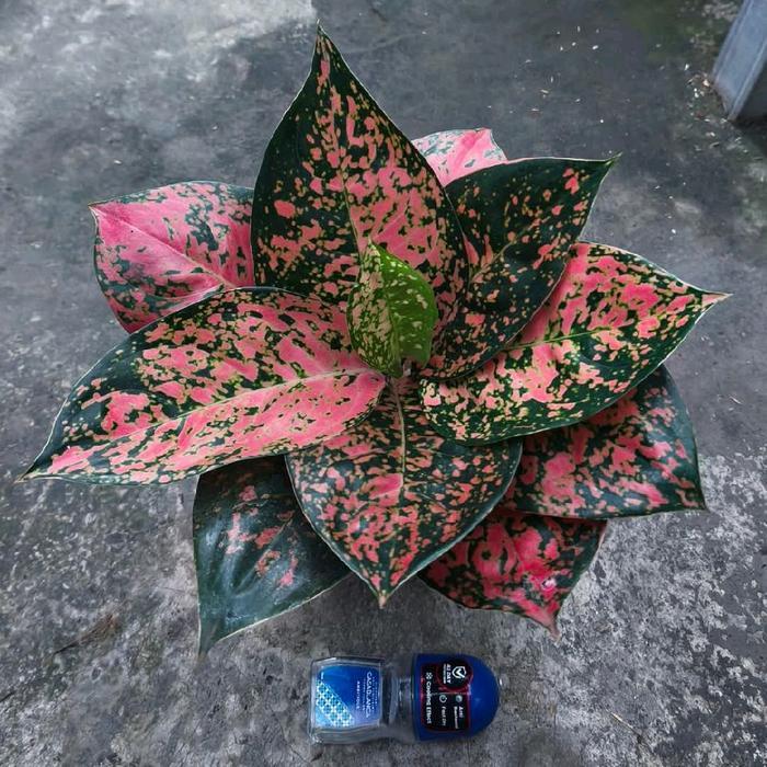 Bibit tanaman hias aglonema kochin Regina