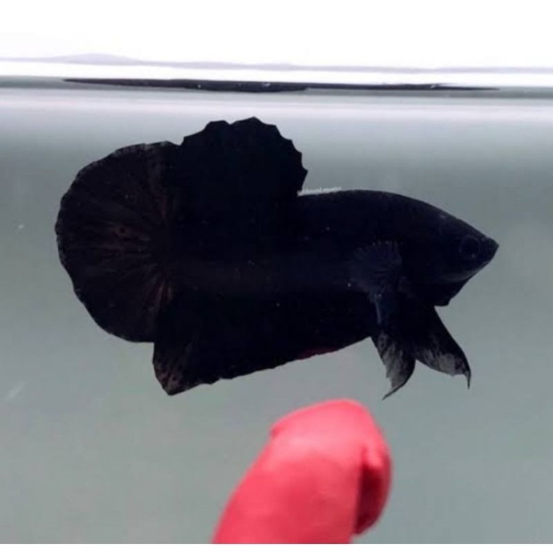 Plakat Super Black/Double Black Untuk Ikan Cupang mening
