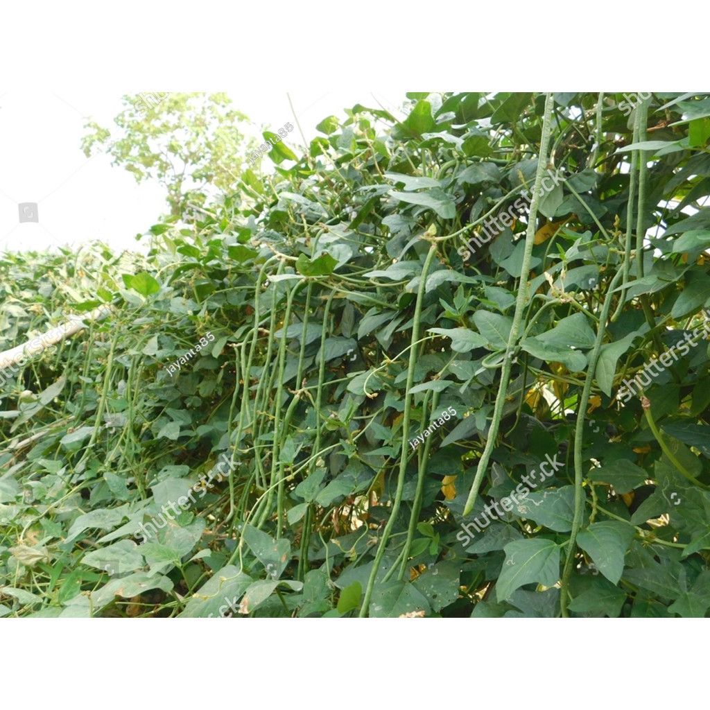 SC Benih Bibit Kacang Panjang Unggul