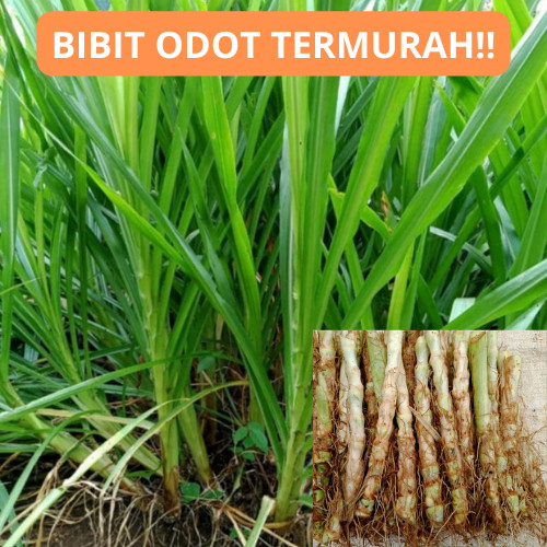 Bibit Rumput odot kualitas super batang segar hiaju