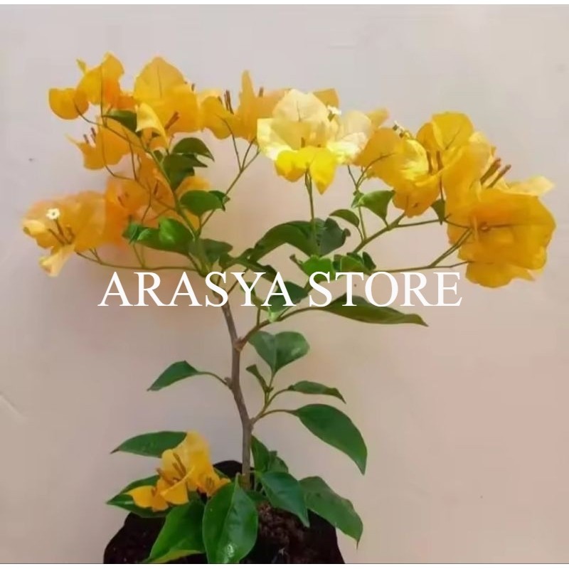 Tanaman hias bougenville monalisa kuning - bougenville bunga kuning