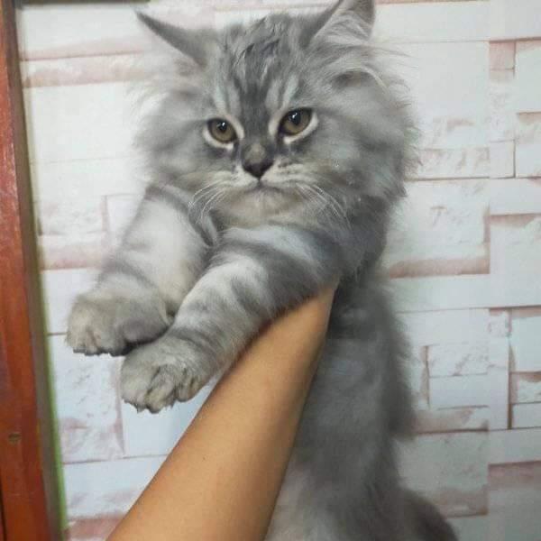 kucing persia abu jantan