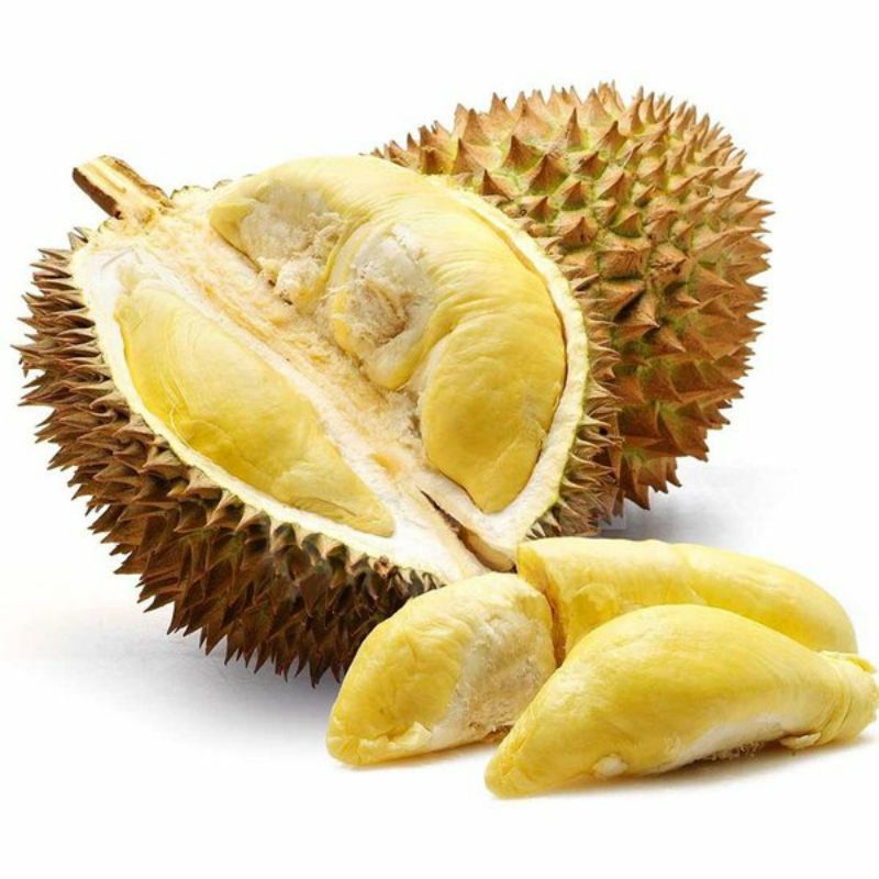 Bibit Durian Duri Hitam Kaki 3 Cepat Berbuah (BIBIT BERKUALITAS)