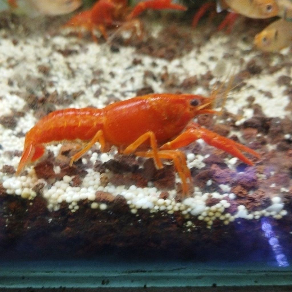 Hiasan Aquarium Aquascape / Lobster Red Hias Air Tawar