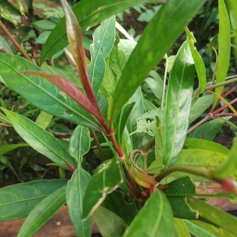 Daun Gandarusa Atau Daun Prasman 500gr