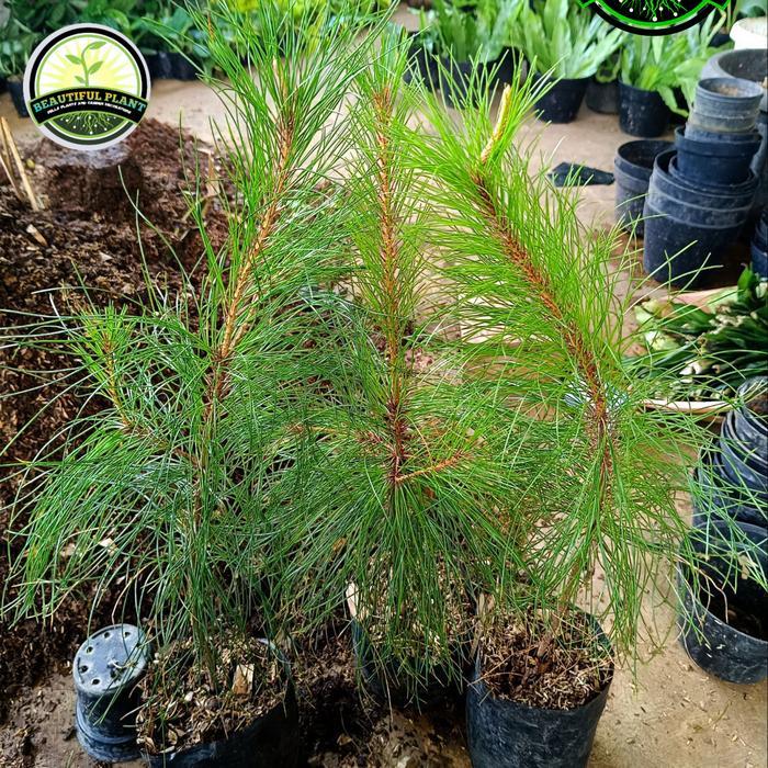 Tanaman Hias Cemara Pinus - Pohon Pinus - Bibit Pohon Pinus