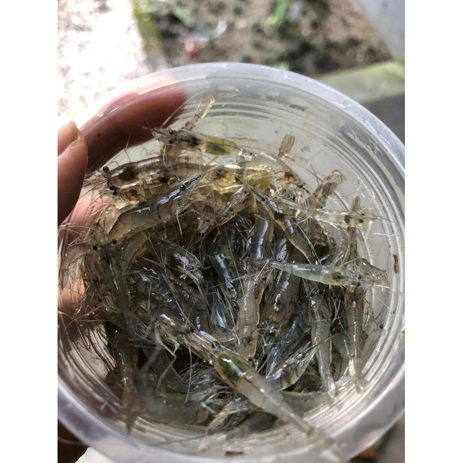 Udang Sawah Hidup Satu Muk Besar Pakan Ikan Predator Arwana Oscar Channa Pbass