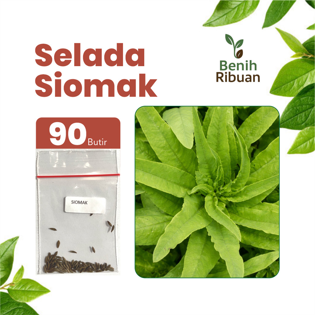 BENIH RIBUAN - Benih Selada Siomak Unggul, Bibit Sayur Selada Siomak Super Bibit Mudah Tumbuh