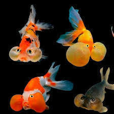 size 9/6 cm oranda ranchu koki pancawarna redwhite panda 3c dekoratif