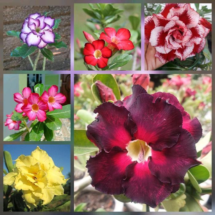 paket 6 bunga adenium - bibit bunga adenium - pohon adenium - kamboja jepang - pohon kamboja jepang 