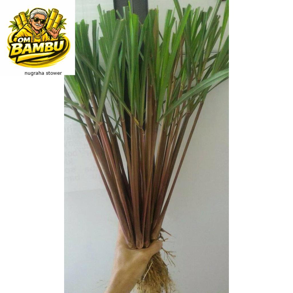 SEREH MERAH WANGI SEGAR 1 kg sereh wangi/sereh merah
