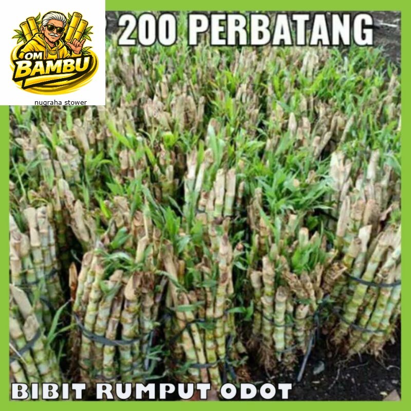 BIBIT RUMPUT ODOT PAKAN TERNAK. BIBIT RUMPUT ODOT PAKAN TERNAK. AM