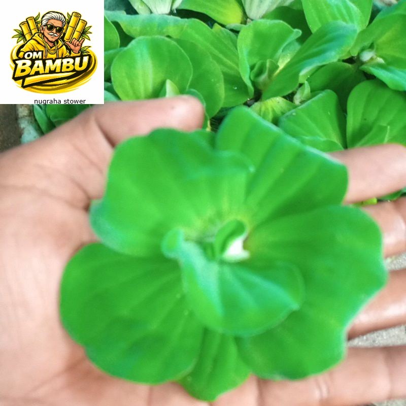 tanaman air apu apu mawar