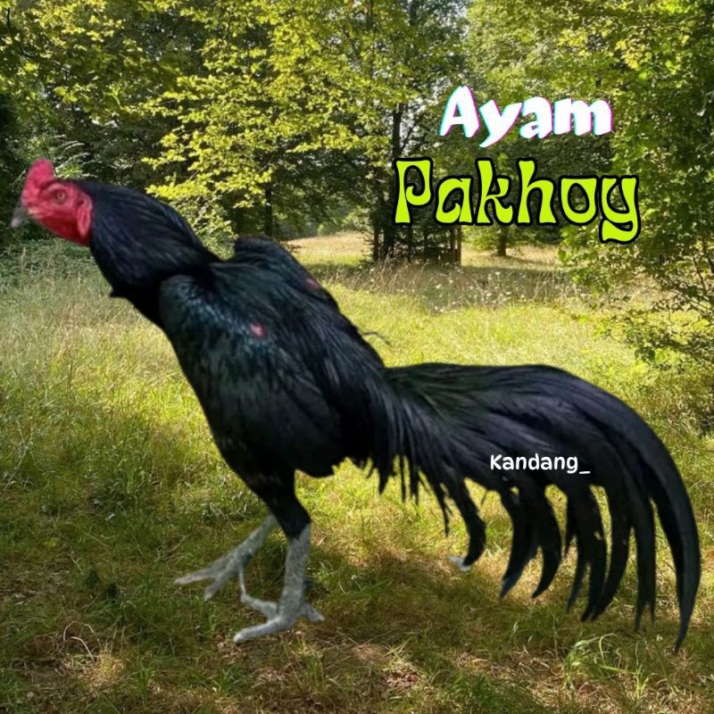 TELUR  AYAM PAKHOY ASLI PETARUNG DRUMBAND UNTUK DITETASKAN