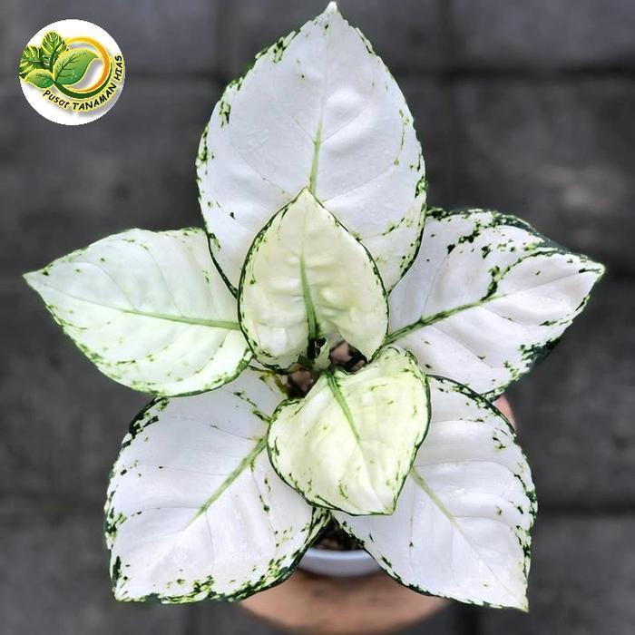 Tanaman hias aglonema super white bunga aglonema super white pohon aglonema super white - bibit
