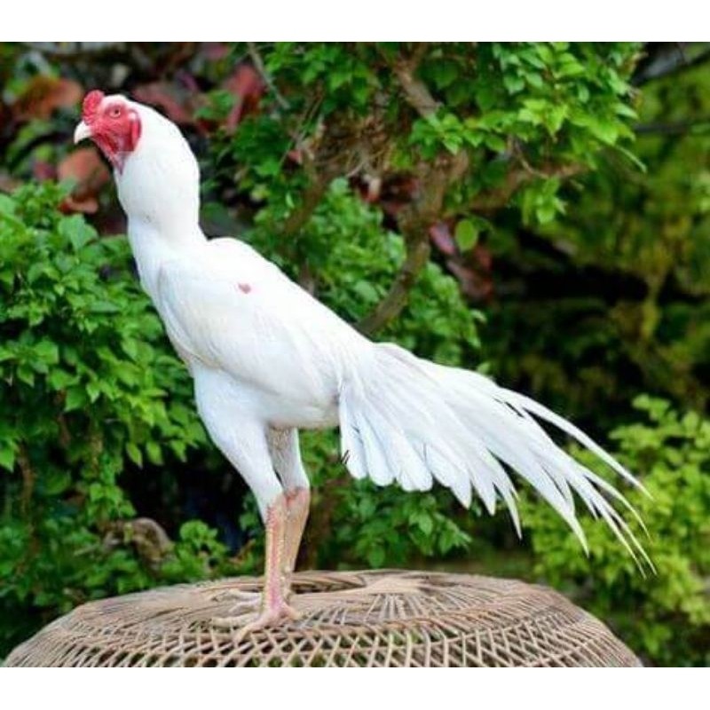 Telur Tetas Ayam Bangkok Bulu Putih Mulus ORI Fertil siap untuk ditetaskan