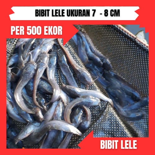 Bibit lele ukuran 7 -  8 cm per 500 ekor di bandung