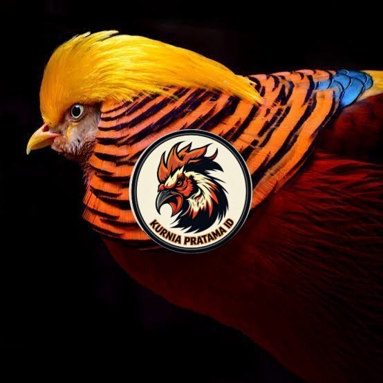 Telur ayam ringneck golden pheasant telur ayam hias fertil siap kirim KURNIA PRATAMA ID