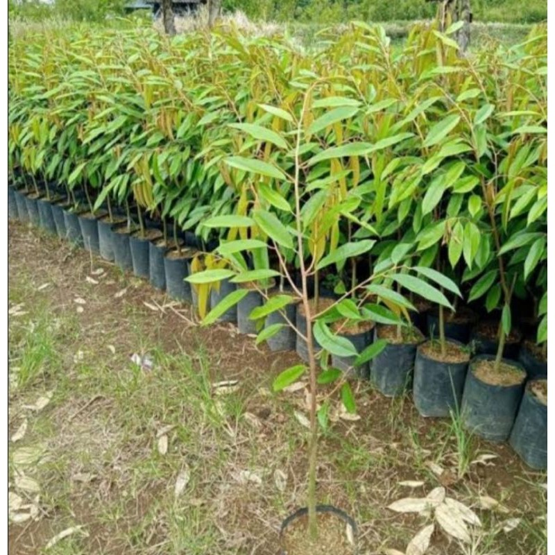 BIBIT DURIAN MUSANGKING OKULASI 1 METER