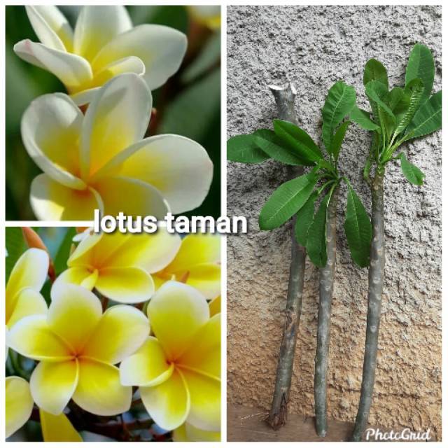 POHON KAMBOJA BALI BUNGA KUNING-stek batang tanaman kamboja bali bunga kuning