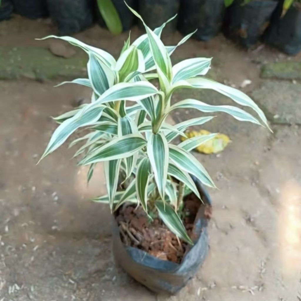 Tanaman Hias Sri rejeki varigata - Pohon keberuntungan