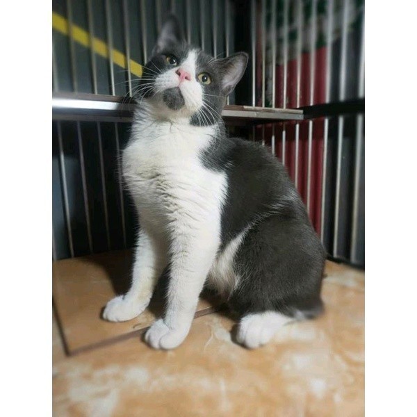 Kucing BSH kitten British Short Hair Jantan 6 bulan